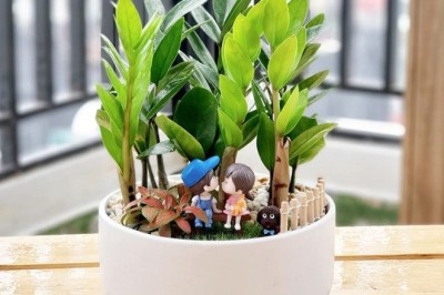 Ý Nghĩa Phong Thủy Khi Cây Kim Tiền Ra Hoa và Các Cây Cảnh Mang Lại May Mắn Tài Lộc