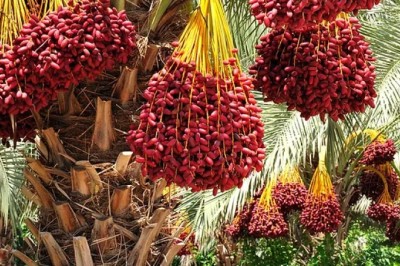 Cây Chà Là (Phoenix dactylifera): Tìm Hiểu Chi Tiết