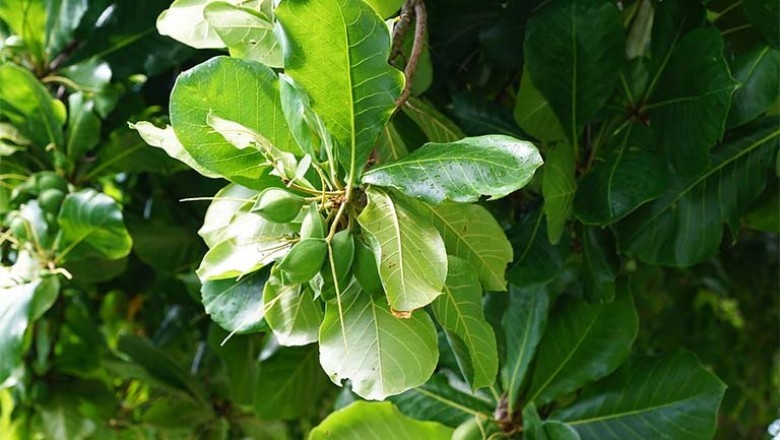 Lợi Ích Sức Khỏe Và Cách Sử Dụng Lá Bàng Trong Y Học Cổ Truyền