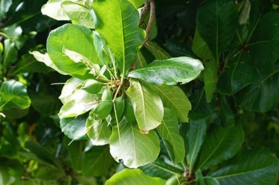Lợi Ích Sức Khỏe Và Cách Sử Dụng Lá Bàng Trong Y Học Cổ Truyền