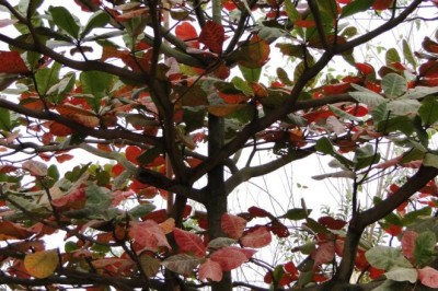 Những Nghiên Cứu Khoa Học Về Lá Bàng (Terminalia catappa) Đã Được Công Nhận