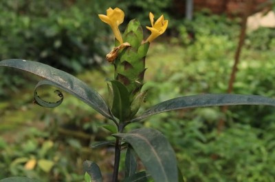 Cây Kim Vàng, Gai kim vàng, Trâm vàng - Barleria lupulina Lindl
