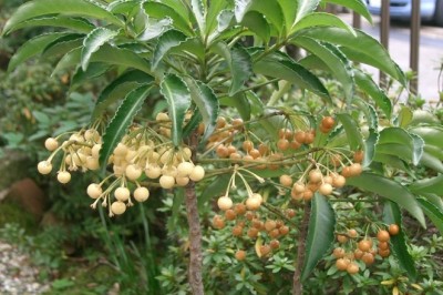 Trọng Đũa - Thảo Dược Quý Với Nhiều Công Dụng Chữa Bệnh Hiệu Quả