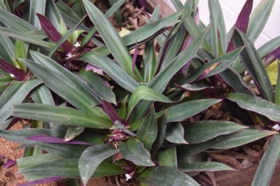 Cây Lẻ Bạn (Tradescantia spathacea) – Cây Thuốc Quý Trong Đông Y