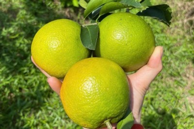 Cam Bù và Cam Chanh Hà Tĩnh - Đặc Sản Nổi Tiếng Của Vùng Đất Núi Rừng
