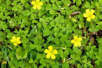 Tổng Quan về Cây Chua Me Đất và Các Công Dụng Chữa Bệnh