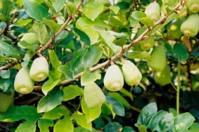 Quả Trâu Cổ - 'Vàng Mọc Dại' Được Săn Lùng Với Giá Cao