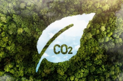 Loại rừng nào ở Việt Nam bán tín chỉ carbon được giá nhất?