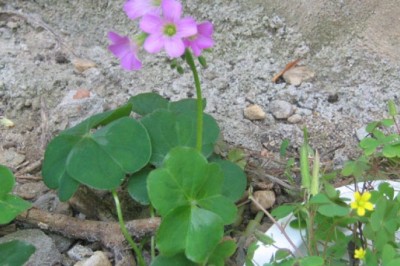 Vì Sao Cây Me Đất Hoa Đỏ Có Thể Gây Ngộ Độc Và Suy Thận?