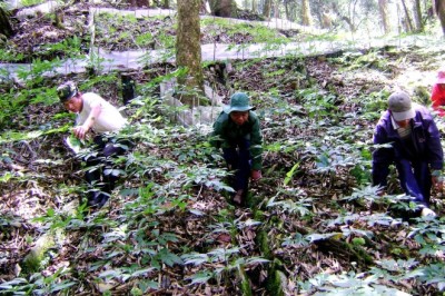 Sâm Ngọc Linh – Quốc bảo dược liệu của Việt Nam và những giá trị vượt thời gian