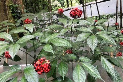 THACO của ông Trần Bá Dương bất ngờ “lấn sân” vào sâm Ngọc Linh – Dược liệu quý của Việt Nam