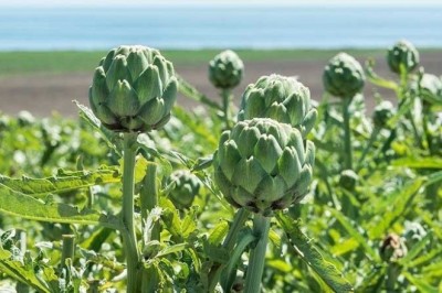 Cây Atiso – Thảo Dược Giải Độc Gan, Thanh Lọc Cơ Thể