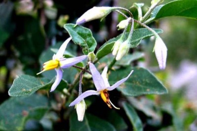 Cây Cà Gai Leo – Thảo Dược Quý Cho Gan