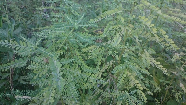 Cây Diệp Hạ Châu (Chó Đẻ Răng Cưa) – Thảo Dược Thanh Nhiệt, Giải Độc Gan