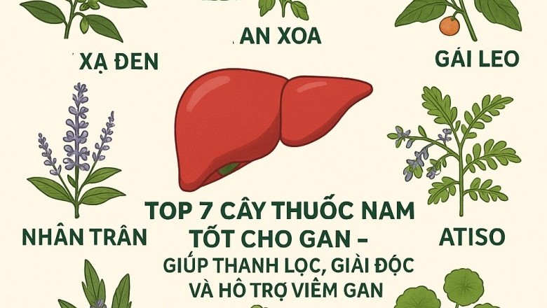 Top 7 Cây Thuốc Nam Tốt Cho Gan – Giúp Thanh Lọc, Giải Độc Và Hỗ Trợ Viêm Gan