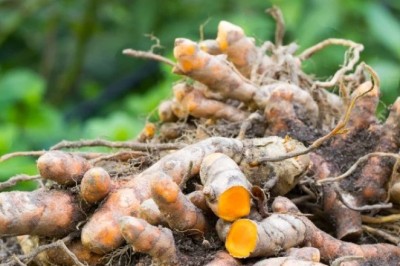 Cây Nghệ Vàng – Tinh Chất Curcumin Hỗ Trợ Dạ Dày