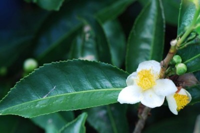 Cây Trà Xanh – Thảo Dược Chống Oxy Hóa, Hỗ Trợ Tiêu Hóa & Dạ Dày