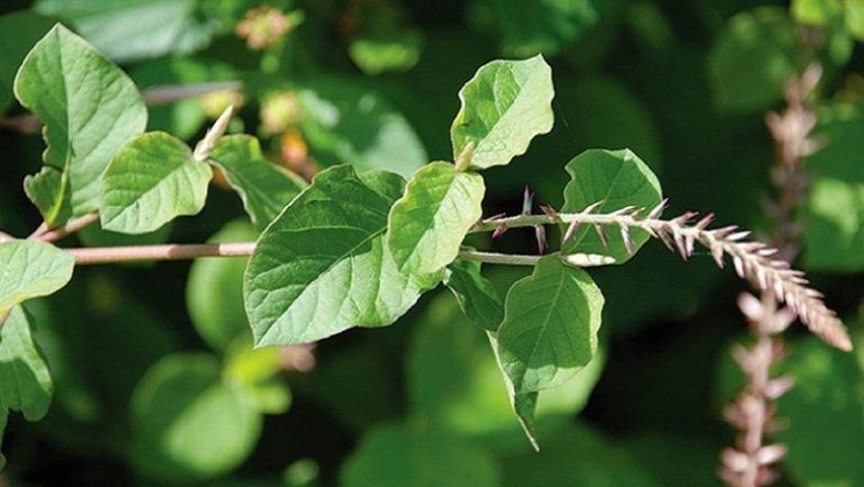 Cỏ xước hỗ trợ đau nhức xương khớp: Cách dùng thế nào và cần lưu ý gì?