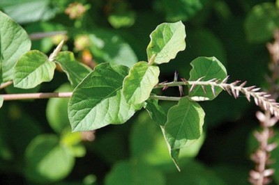 Cỏ xước hỗ trợ đau nhức xương khớp: Cách dùng thế nào và cần lưu ý gì?