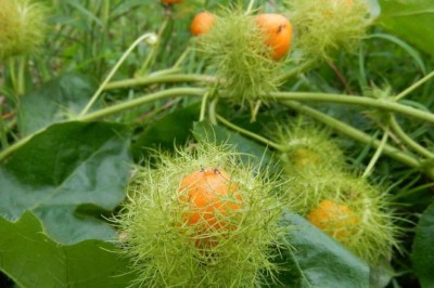Cây lạc tiên: Loài cây quen thuộc giúp thư giãn, hỗ trợ giấc ngủ