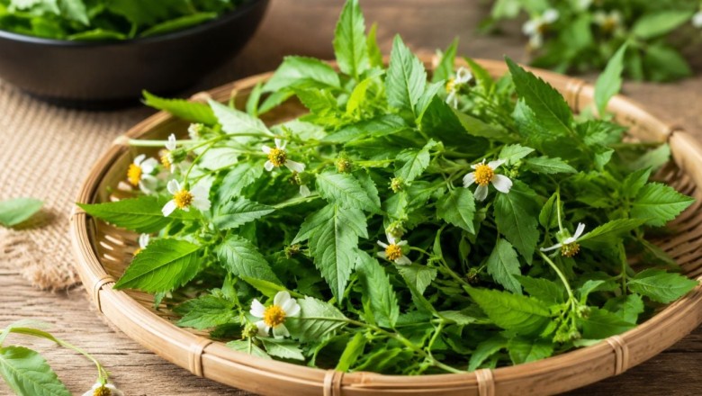 Cỏ xuyến chi: Loài cỏ dại quen thuộc, hóa ra có thể dùng làm rau?