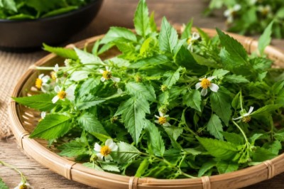 Cỏ xuyến chi: Loài cỏ dại quen thuộc, hóa ra có thể dùng làm rau?