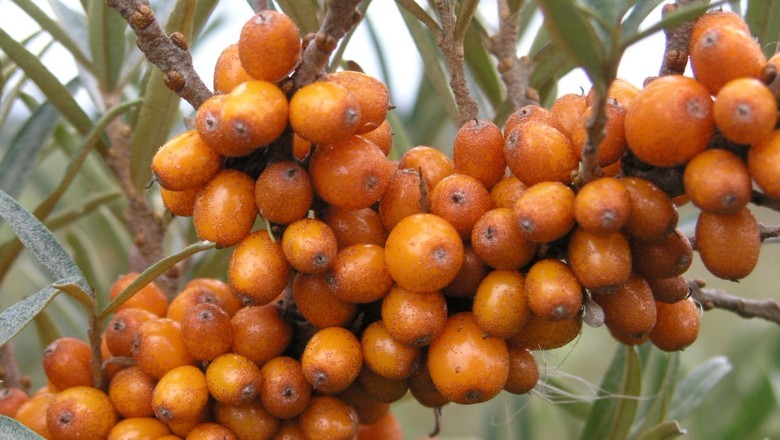 Lá hắc mai biển chứa hợp chất casuarictin có tiềm năng chống khối u