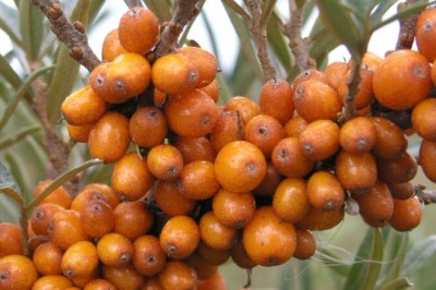 Lá hắc mai biển chứa hợp chất casuarictin có tiềm năng chống khối u