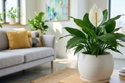 Người mệnh nào hợp trồng cây lan ý?