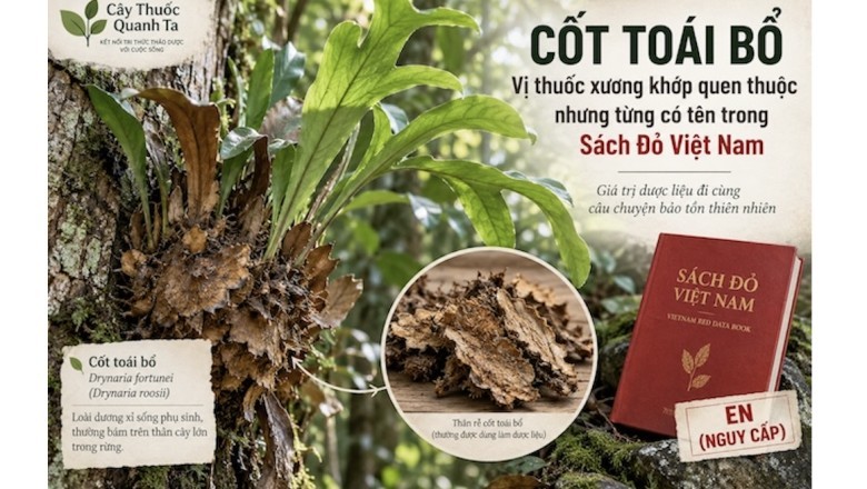 Cốt toái bổ: Vị thuốc xương khớp quen thuộc nhưng từng có tên trong Sách Đỏ Việt Nam