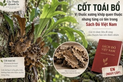 Cốt toái bổ: Vị thuốc xương khớp quen thuộc nhưng từng có tên trong Sách Đỏ Việt Nam